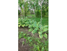 ����� No4     ( ������� 3 �����) 50 ���