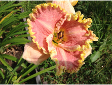 �������� April LaQuinta