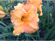 �������� ����� �����