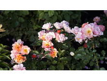 �������������� Jazz