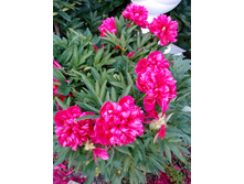 ����� 028.jpg