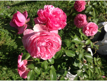 �������� - ������ ����� ��������