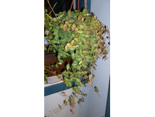 ���� Tsangii