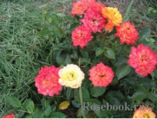 Mandarin (KORcelin) �������� Kordes, 1987