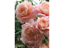 ���� Geisha (�������� 13��).jpeg