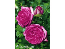 ���� Waltzertraum (�������� 7��).jpeg