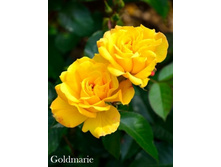 ���� Goldmarie (�������� 2��).jpeg