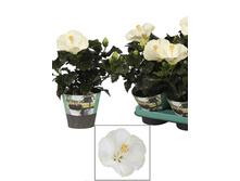 �������� ����� , ���� ������- 450 ���