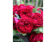 ���� Gospel (�������� 9��).jpeg