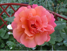 ���� ��� ��� �� (Easy Does It) / ������