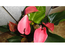 �������� ����� �������