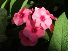 ����� Paniculata Orange Perfection