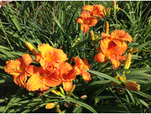 �������� ����� ���