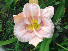 �������� ������