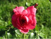 ���� ��������� �������� ������� Rosarium Uetersen