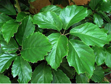 ����������� ������ - ������ �������� �������� ..