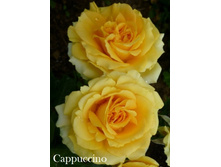 ���� Cappuccino (�������� 10��).jpeg