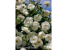 ���� Schneewitchen (�������� 6��).jpeg