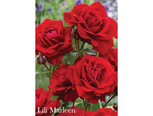 ���� Lili Marleen (�������� 5��).jpeg