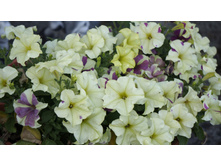 ������� ��������������� F1 ���� ������� �������