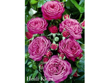 ���� Heidi Klum (�������� 8��).jpeg