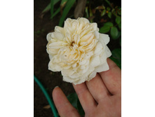 IMG 20180805 120516.jpg