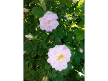 ���� �����������