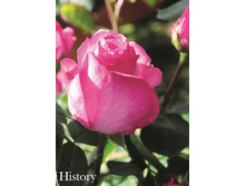 ���� History (�������� 9��)jpeg