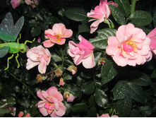 ���� Jazz / ������ ���������