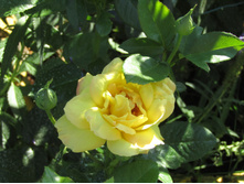 ���� ������ ��� / ������ ���������