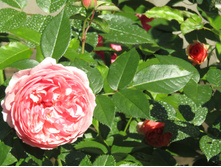 ���� Chippendale / ������ ���������