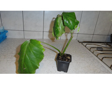 ����������� ������