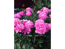 ����� 032.jpg