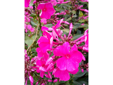 ����� 055.jpg