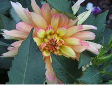 ������� ������� �����