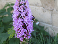 ������� ��������� �������