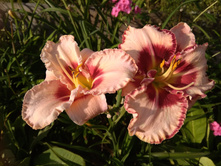 IMG 20180809 171726.jpg