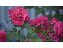���� rosarium uetersen