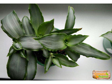 ��������� ���������� ����� ����