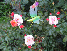 ���� Jazz / ������ ���������