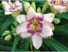 �������� �������� �����  (Ageless Beauty )