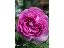 ���� Saphir (�������� 7��).png