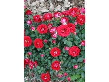 ���� Majdi (�������� 7��).jpeg