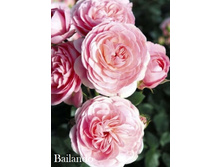 ���� Bailando (�������� 3��).jpeg