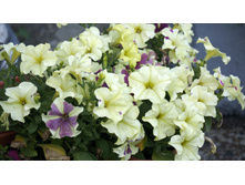 ������� ��������������� F1 ���� ������� �������