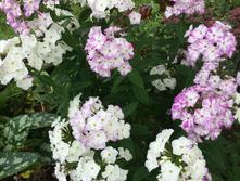 ����� �����