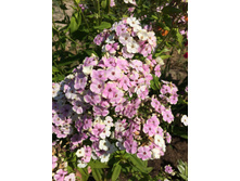 ����� ������ 150�.