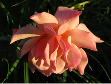 Belle Epoque / ��������� ���������