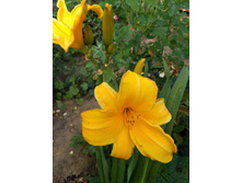 IMG 20180804 163927373.jpg