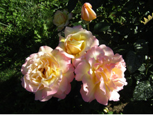 ���� ������ ��� / ������ ���������